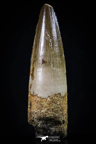 20429 - Nicely Preserved 2.11 Inch Spinosaurus Dinosaur Tooth Cretaceous