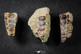 21651 - Great Collection of 3 Phacodus Dental Plate in Natural Matrix Late Cretaceous