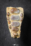 21651 - Great Collection of 3 Phacodus Dental Plate in Natural Matrix Late Cretaceous