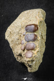 21651 - Great Collection of 3 Phacodus Dental Plate in Natural Matrix Late Cretaceous