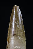 20429 - Nicely Preserved 2.11 Inch Spinosaurus Dinosaur Tooth Cretaceous