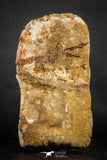 07553 - Top Huge 6.50 Inch Cretaceous Crocodile Dermal Scute Bone KemKem