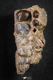 21651 - Great Collection of 3 Phacodus Dental Plate in Natural Matrix Late Cretaceous
