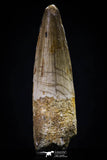 20429 - Nicely Preserved 2.11 Inch Spinosaurus Dinosaur Tooth Cretaceous