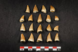 21652 - Beautiful Collection of 19 Mosasaur (Prognathodon anceps) Teeth Cretaceous