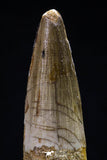 20429 - Nicely Preserved 2.11 Inch Spinosaurus Dinosaur Tooth Cretaceous