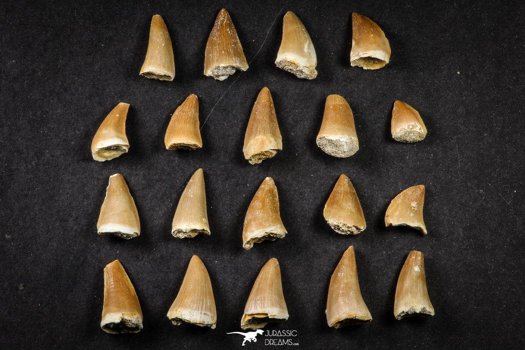 21652 - Beautiful Collection of 19 Mosasaur (Prognathodon anceps) Teeth Cretaceous