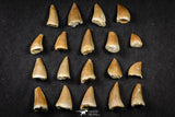 21652 - Beautiful Collection of 19 Mosasaur (Prognathodon anceps) Teeth Cretaceous