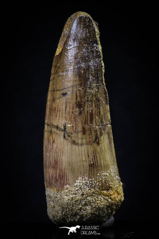 20430 - Well Preserved 2.12 Inch Spinosaurus Dinosaur Tooth Cretaceous