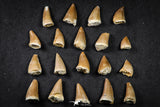 21652 - Beautiful Collection of 19 Mosasaur (Prognathodon anceps) Teeth Cretaceous