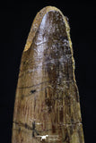 20430 - Well Preserved 2.12 Inch Spinosaurus Dinosaur Tooth Cretaceous