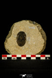 30542 - Nicely Preserved 1.28 Inch Scabriscutellum sp Middle Devonian Trilobite