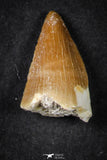 21652 - Beautiful Collection of 19 Mosasaur (Prognathodon anceps) Teeth Cretaceous