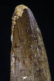 20430 - Well Preserved 2.12 Inch Spinosaurus Dinosaur Tooth Cretaceous