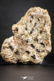 07555 - Top Rare 5.21 Inch Lepidotes pankowskii Partial Body (Associated scales) Cretaceous KemKem Beds
