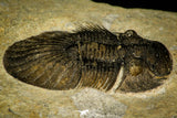30542 - Nicely Preserved 1.28 Inch Scabriscutellum sp Middle Devonian Trilobite