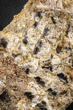 07555 - Top Rare 5.21 Inch Lepidotes pankowskii Partial Body (Associated scales) Cretaceous KemKem Beds