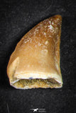 21652 - Beautiful Collection of 19 Mosasaur (Prognathodon anceps) Teeth Cretaceous