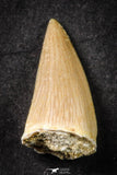 21652 - Beautiful Collection of 19 Mosasaur (Prognathodon anceps) Teeth Cretaceous