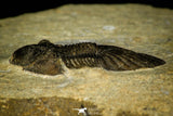 30542 - Nicely Preserved 1.28 Inch Scabriscutellum sp Middle Devonian Trilobite