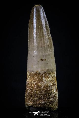 20431 - Nicely Preserved 1.85 Inch Spinosaurus Dinosaur Tooth Cretaceous