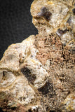 07555 - Top Rare 5.21 Inch Lepidotes pankowskii Partial Body (Associated scales) Cretaceous KemKem Beds