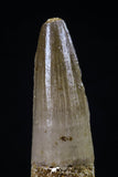 20431 - Nicely Preserved 1.85 Inch Spinosaurus Dinosaur Tooth Cretaceous