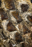 07555 - Top Rare 5.21 Inch Lepidotes pankowskii Partial Body (Associated scales) Cretaceous KemKem Beds