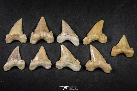 21653 - Great Collection of 9 Palaeocarcharodon orientalis (Pygmy white Shark) Teeth