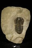 30543 - Rare 1.40 Inch Calymene niagarensis Lower Silurian Trilobite - New York, USA