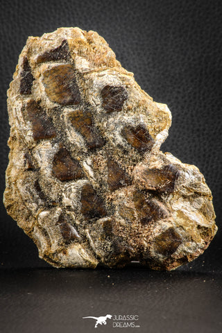 07555 - Top Rare 5.21 Inch Lepidotes pankowskii Partial Body (Associated scales) Cretaceous KemKem Beds
