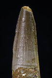 20431 - Nicely Preserved 1.85 Inch Spinosaurus Dinosaur Tooth Cretaceous