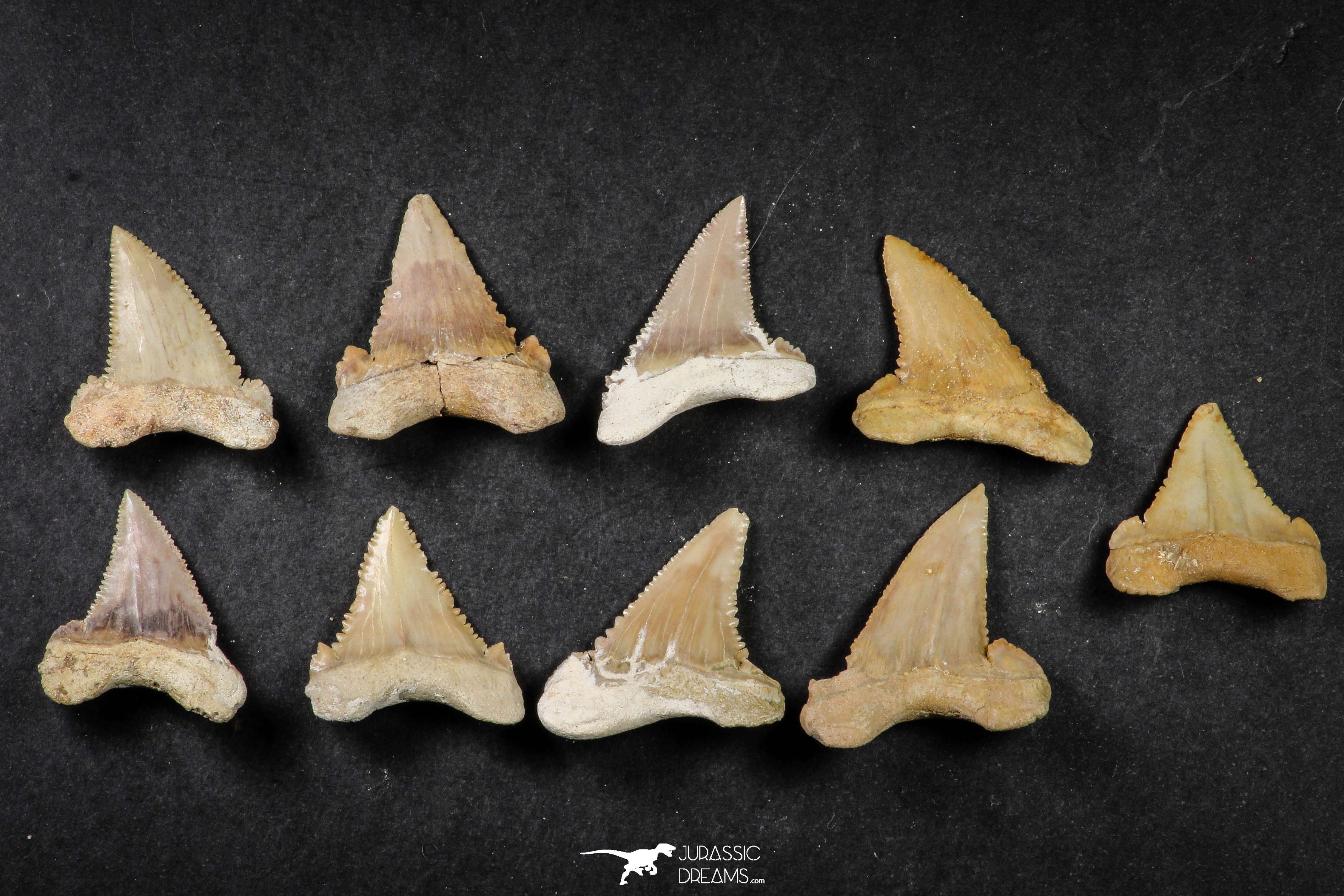Great white shark tooth (juvenile) - Member Collections - The