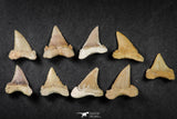 21653 - Great Collection of 9 Palaeocarcharodon orientalis (Pygmy white Shark) Teeth
