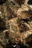 07555 - Top Rare 5.21 Inch Lepidotes pankowskii Partial Body (Associated scales) Cretaceous KemKem Beds