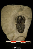 30543 - Rare 1.40 Inch Calymene niagarensis Lower Silurian Trilobite - New York, USA
