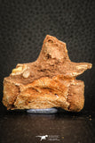 07556 - Top Rare 1.95 Inch Unidentified Theropod Dinosaur Caudal (Tail) Vertebra Bone Cretaceous KemKem Beds