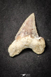 21653 - Great Collection of 9 Palaeocarcharodon orientalis (Pygmy white Shark) Teeth