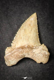 21653 - Great Collection of 9 Palaeocarcharodon orientalis (Pygmy white Shark) Teeth