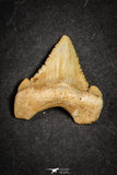 21653 - Great Collection of 9 Palaeocarcharodon orientalis (Pygmy white Shark) Teeth