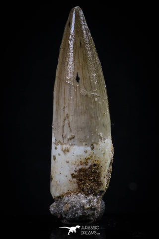 20432 - Nicely Preserved 1.74 Inch Spinosaurus Dinosaur Tooth Cretaceous
