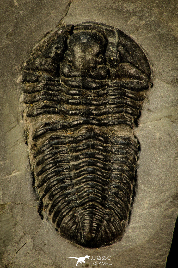 30543 - Rare 1.40 Inch Calymene niagarensis Lower Silurian Trilobite - New York, USA