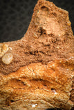 07556 - Top Rare 1.95 Inch Unidentified Theropod Dinosaur Caudal (Tail) Vertebra Bone Cretaceous KemKem Beds