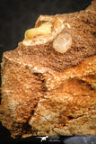 07556 - Top Rare 1.95 Inch Unidentified Theropod Dinosaur Caudal (Tail) Vertebra Bone Cretaceous KemKem Beds