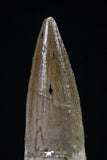 20432 - Nicely Preserved 1.74 Inch Spinosaurus Dinosaur Tooth Cretaceous