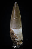 20432 - Nicely Preserved 1.74 Inch Spinosaurus Dinosaur Tooth Cretaceous