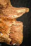 07556 - Top Rare 1.95 Inch Unidentified Theropod Dinosaur Caudal (Tail) Vertebra Bone Cretaceous KemKem Beds