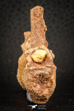 07556 - Top Rare 1.95 Inch Unidentified Theropod Dinosaur Caudal (Tail) Vertebra Bone Cretaceous KemKem Beds