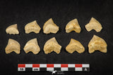 21654 - Great Collection of 10 Squalicorax pristodontus (Crow Shark) Teeth