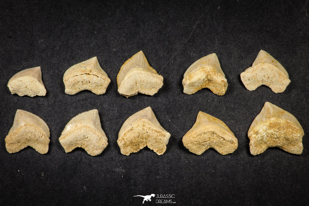 21654 - Great Collection of 10 Squalicorax pristodontus (Crow Shark) Teeth